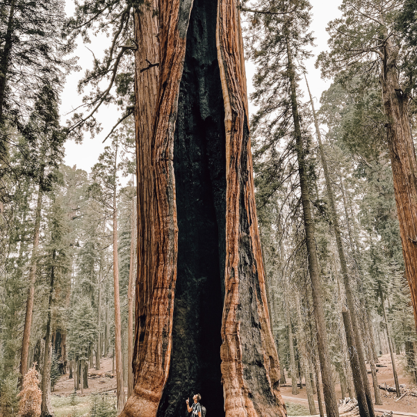 giant sequoias burn